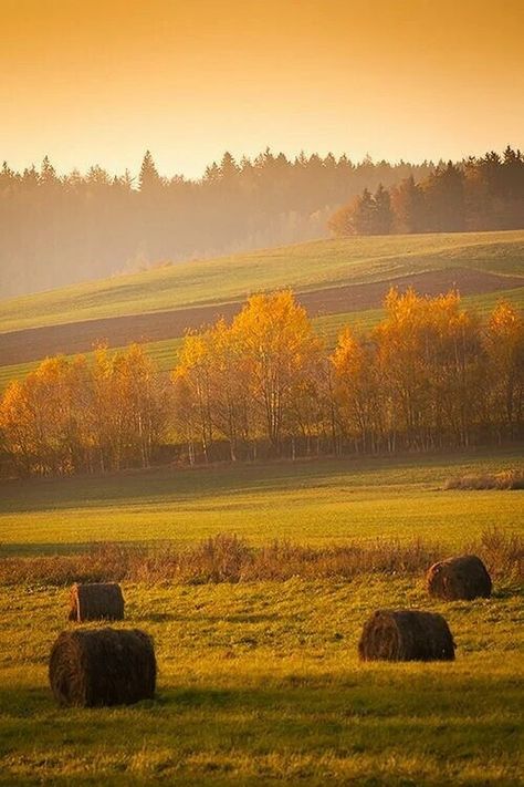 Вариант ответа: Поле